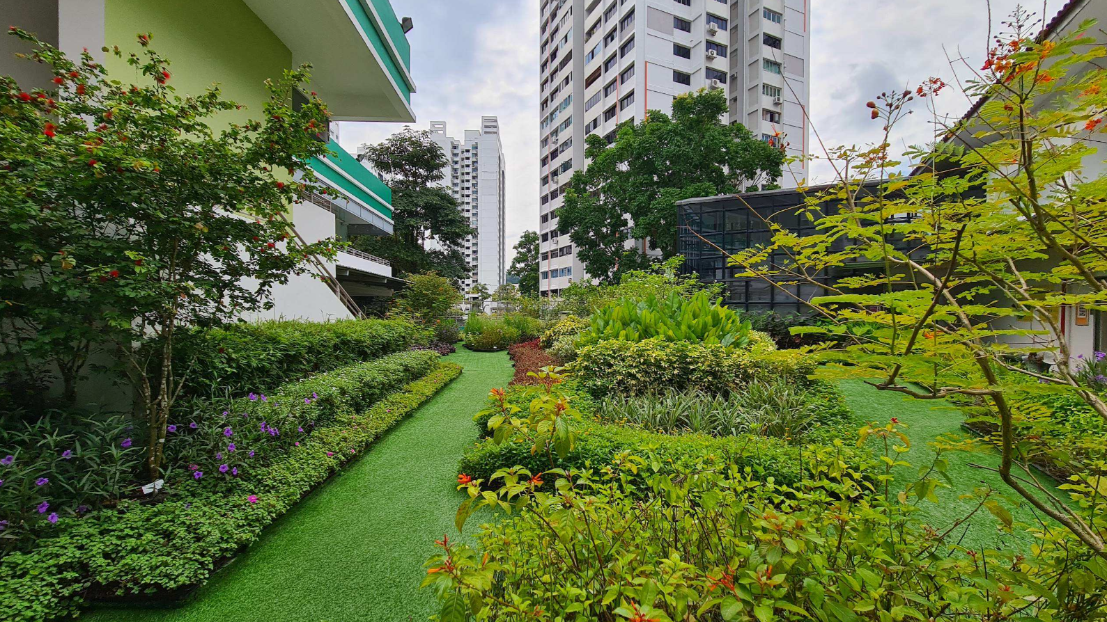 Image shows lush roof greenery at Blangah Rise Primary School